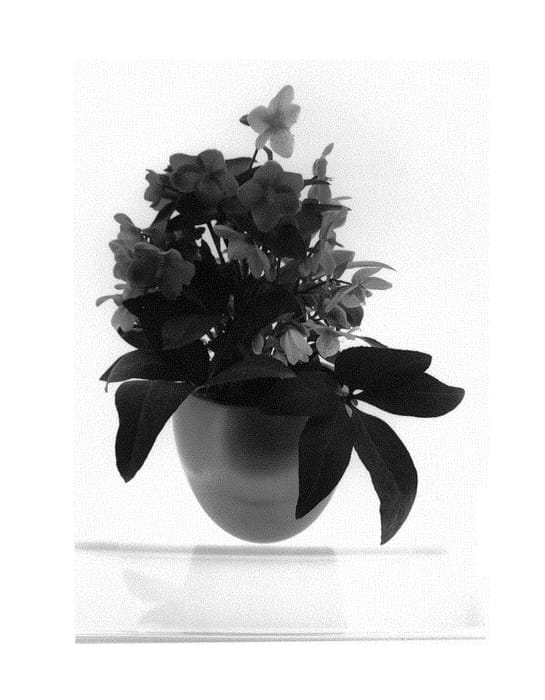 Figure 1 of US plant patent PP30842, the photograph of JHE00202 printed in the patent.