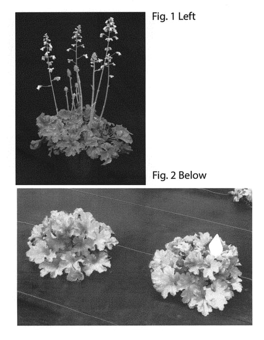 Figure 1 of US plant patent PP30843, the photograph of TNHEULS printed in the patent.