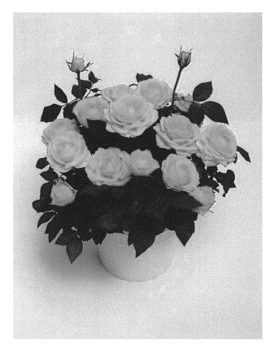 Figure 1 of US plant patent PP30845, the photograph of KORpot080 printed in the patent.
