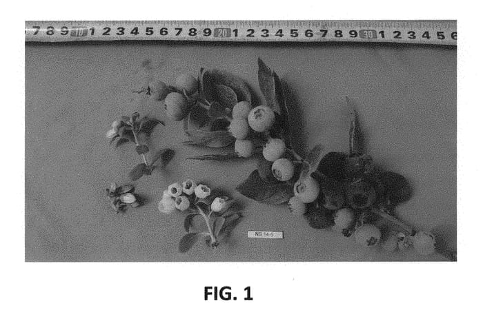 Figure 1 of US plant patent PP30846, the photograph of NS 14-5 printed in the patent.