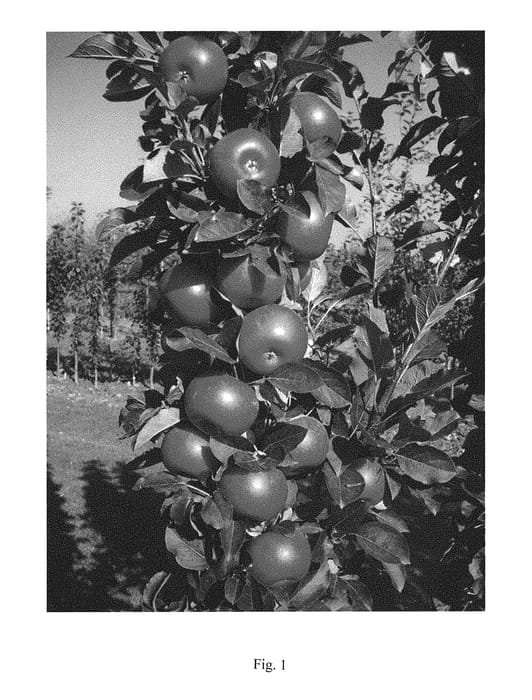Figure 1 of US plant patent PP30847, the photograph of UEB 43054 printed in the patent.