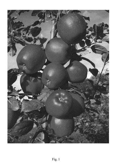 Figure 1 of US plant patent PP30848, the photograph of UEB 6581 printed in the patent.