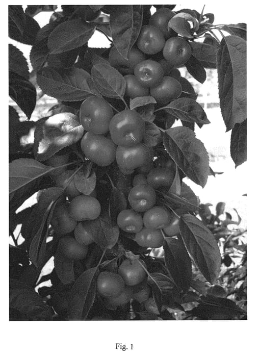 Figure 1 of US plant patent PP30849, the photograph of UEB 42723 printed in the patent.