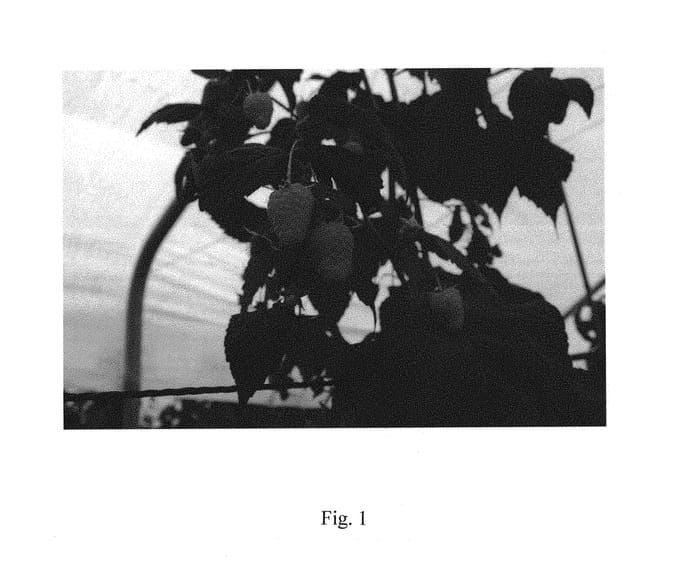 Figure 1 of US plant patent PP30850, the photograph of BP 1522 printed in the patent.