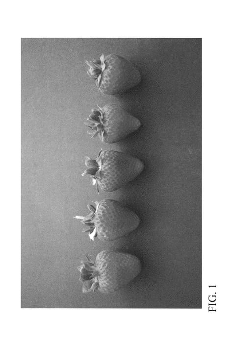 Figure 1 of US plant patent PP30851, the photograph of DrisStrawFiftyEight printed in the patent.