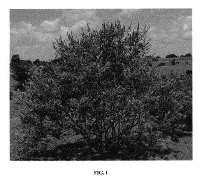Figure 1 of US plant patent PP30852, the photograph of Bailtextwo printed in the patent.