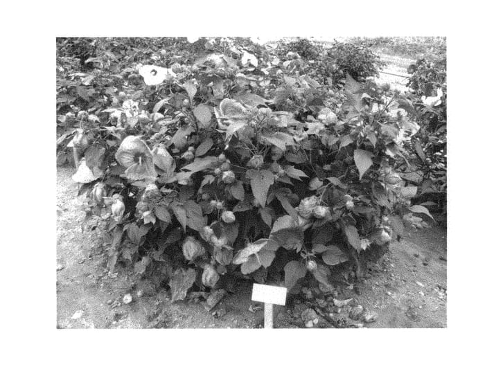 Figure 1 of US plant patent PP30853, the photograph of RutHib2 printed in the patent.