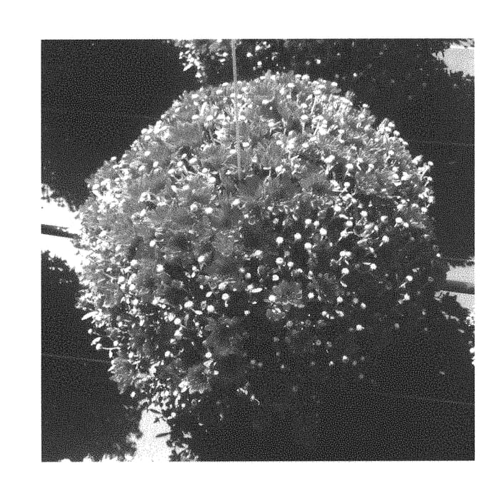Figure 1 of US plant patent PP30854, the photograph of Fichrysunaub printed in the patent.