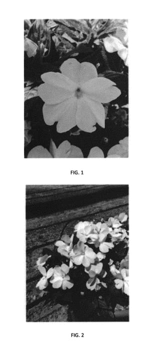 Figure 1 of US plant patent PP30855, the photograph of IMGZ0010 printed in the patent.
