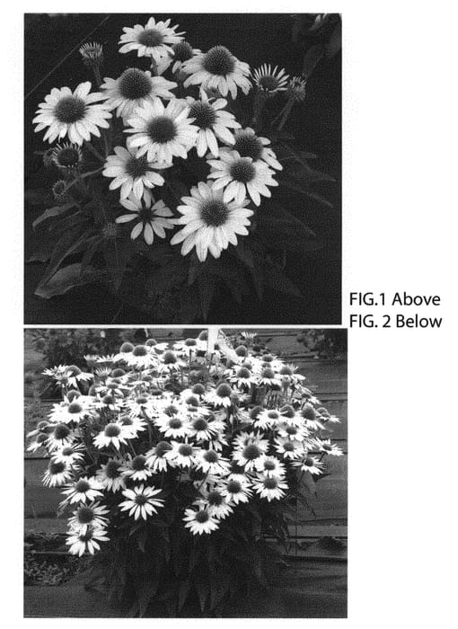 Figure 1 of US plant patent PP30856, the photograph of TNECHKW printed in the patent.