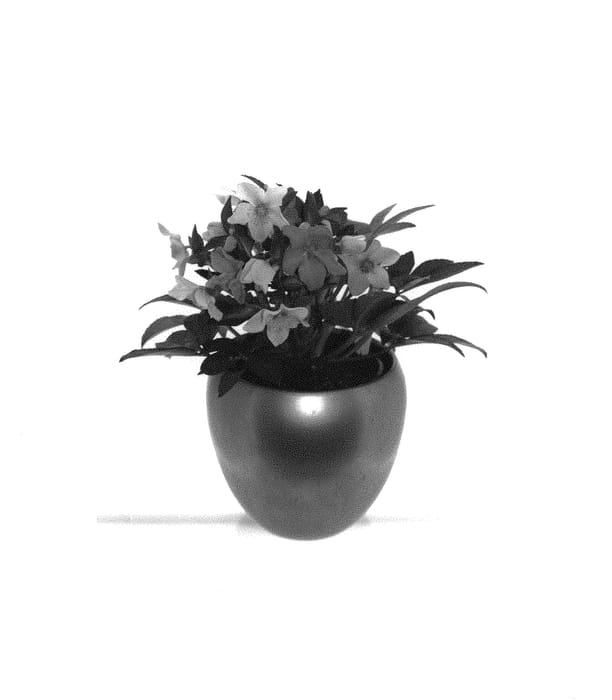 Figure 1 of US plant patent PP30857, the photograph of JHE00203 printed in the patent.