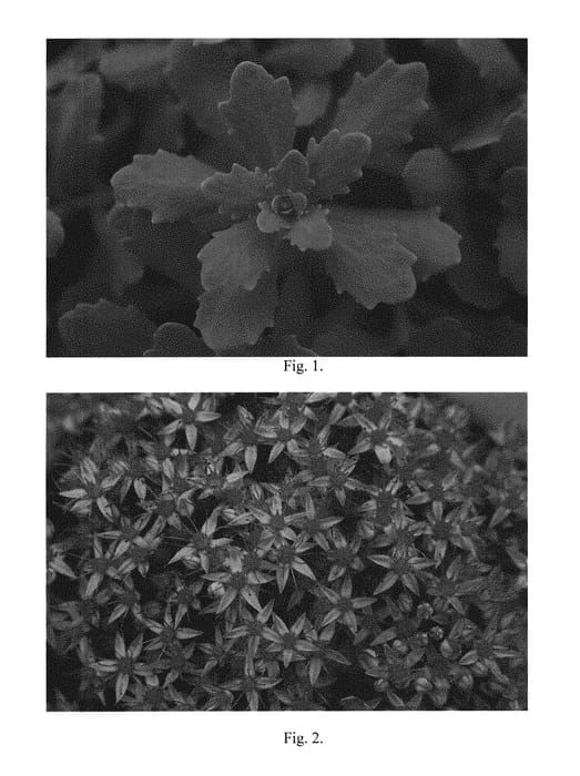 Figure 1 of US plant patent PP30858, the photograph of Peace and Joy printed in the patent.