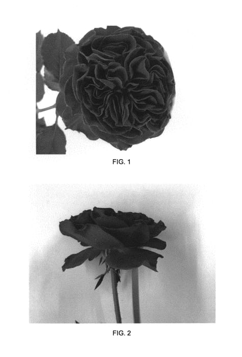 Figure 1 of US plant patent PP30859, the photograph of 80101WABARA printed in the patent.