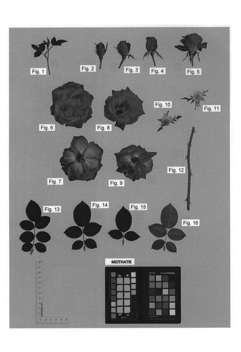 Figure 1 of US plant patent PP30860, the photograph of MEITHATIE printed in the patent.