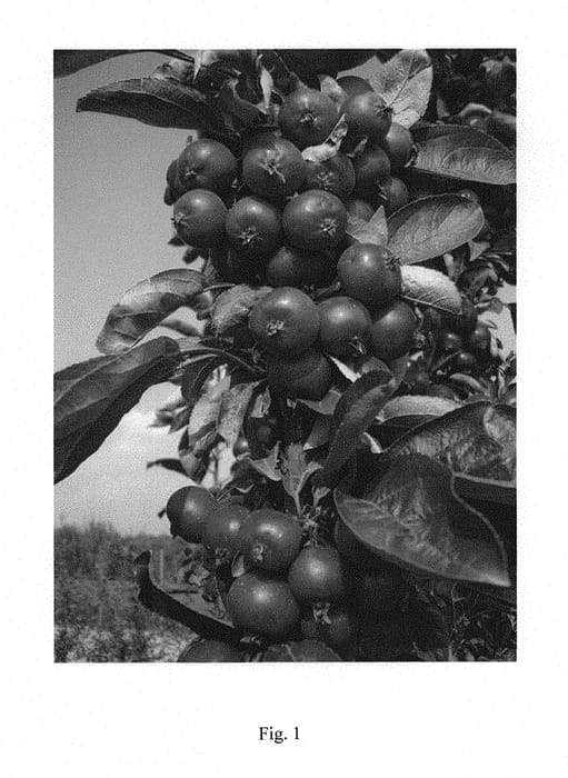 Figure 1 of US plant patent PP30861, the photograph of UEB 42721 printed in the patent.