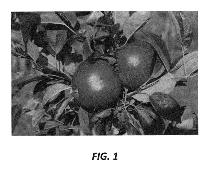 Figure 1 of US plant patent PP30862, the photograph of GS-66 printed in the patent.