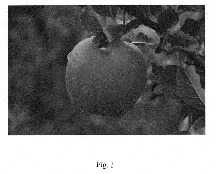 Figure 1 of US plant patent PP30863, the photograph of Fengapi printed in the patent.