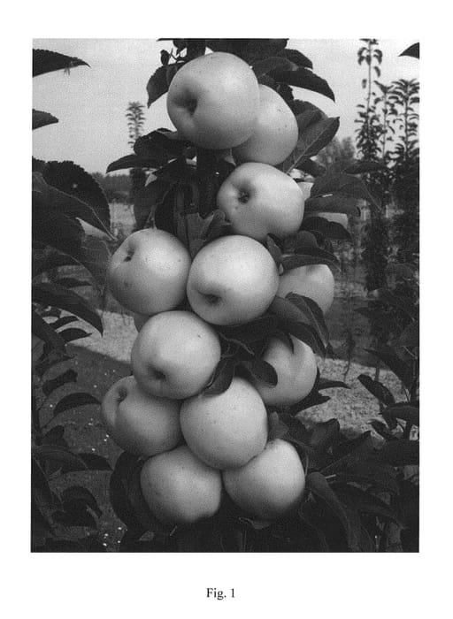 Figure 1 of US plant patent PP30864, the photograph of UEB 41811 printed in the patent.