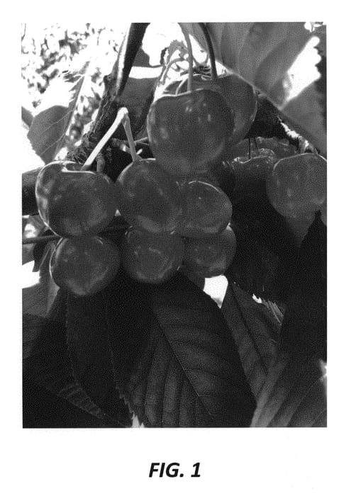 Figure 1 of US plant patent PP30865, the photograph of Vieyra printed in the patent.