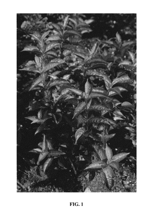 Figure 1 of US plant patent PP30866, the photograph of Verwof 1 printed in the patent.