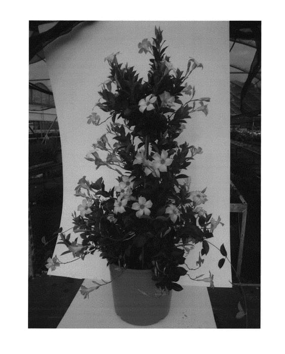 Figure 1 of US plant patent PP30867, the photograph of KLEMS17026 printed in the patent.