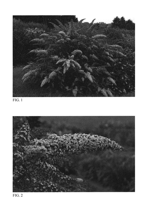 Figure 1 of US plant patent PP30868, the photograph of Grand Cascade printed in the patent.