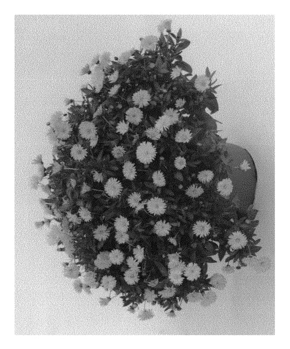 Figure 1 of US plant patent PP30869, the photograph of Kercaldiyell printed in the patent.