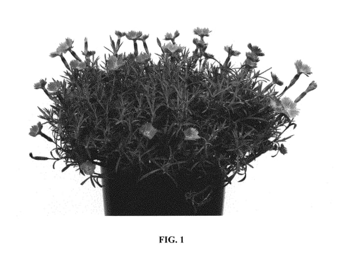 Figure 1 of US plant patent PP30871, the photograph of A12228-0 printed in the patent.