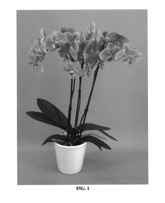 Figure 1 of US plant patent PP30872, the photograph of PHALGAQXYK printed in the patent.