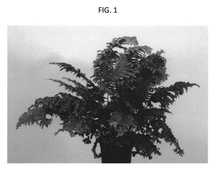 Figure 1 of US plant patent PP30873, the photograph of Nicolas Diamond printed in the patent.