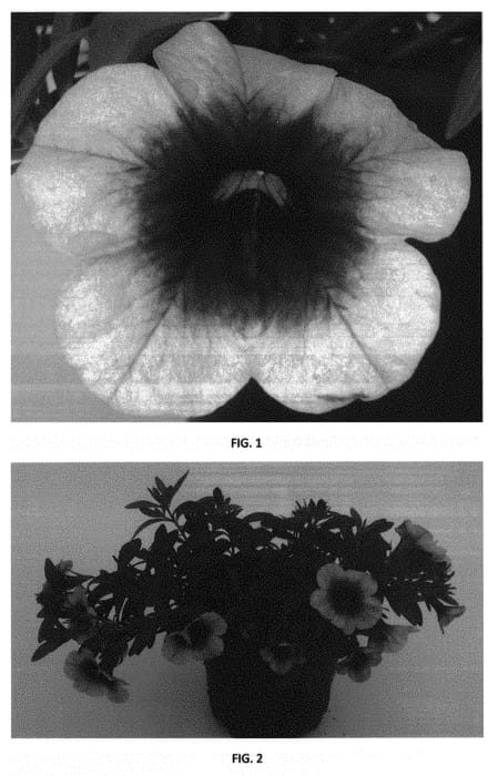 Figure 1 of US plant patent PP30874, the photograph of CBRZ0020 printed in the patent.