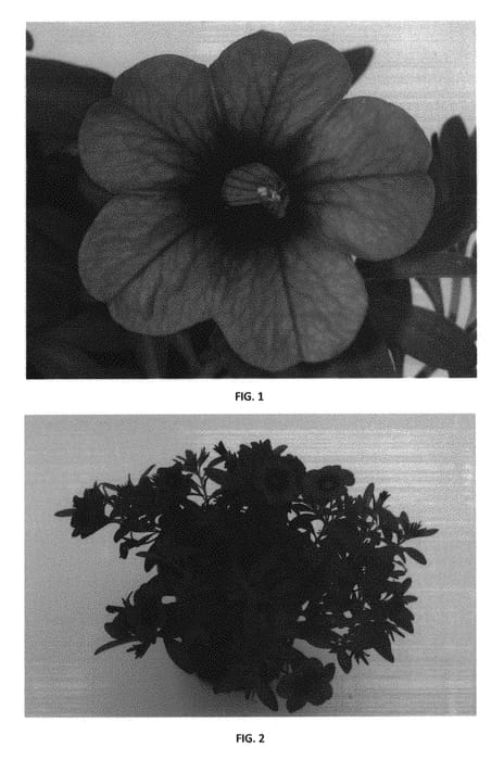 Figure 1 of US plant patent PP30875, the photograph of CBRZ0022 printed in the patent.
