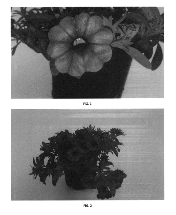Figure 1 of US plant patent PP30876, the photograph of CBRZ0019 printed in the patent.