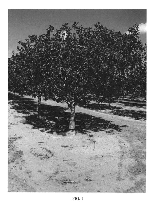 Figure 1 of US plant patent PP30877, the photograph of UCB1-D15 printed in the patent.