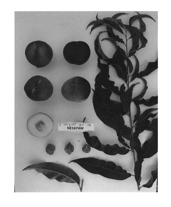 Figure 1 of US plant patent PP30878, the photograph of Sunectwentysix printed in the patent.
