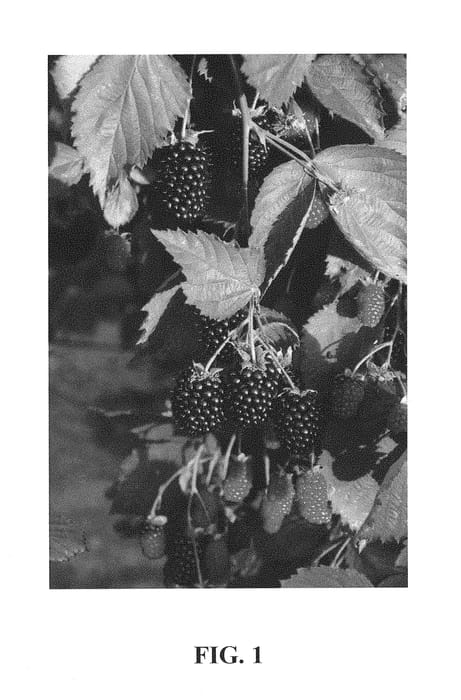 Figure 1 of US plant patent PP30879, the photograph of Twilight printed in the patent.