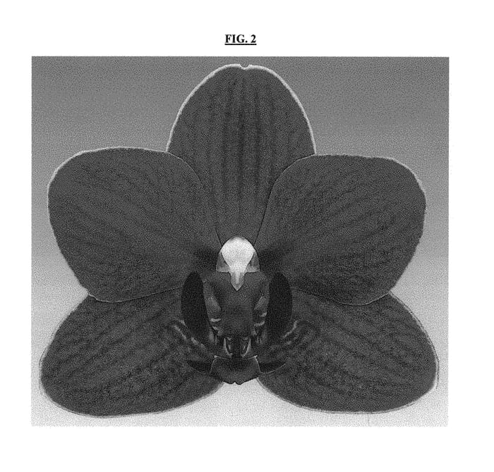 Figure 2 of US plant patent PP30880, the photograph of Lady Luck printed in the patent.