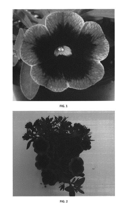 Figure 1 of US plant patent PP30881, the photograph of CBRZ0021 printed in the patent.