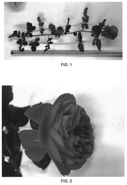 Figure 1 of US plant patent PP30882, the photograph of 80102WABARA printed in the patent.