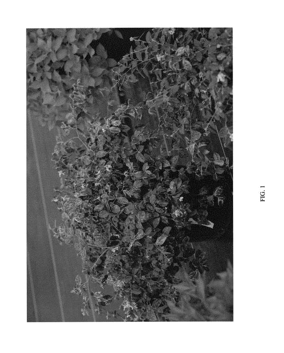 Figure 1 of US plant patent PP30883, the photograph of SUZUKI printed in the patent.
