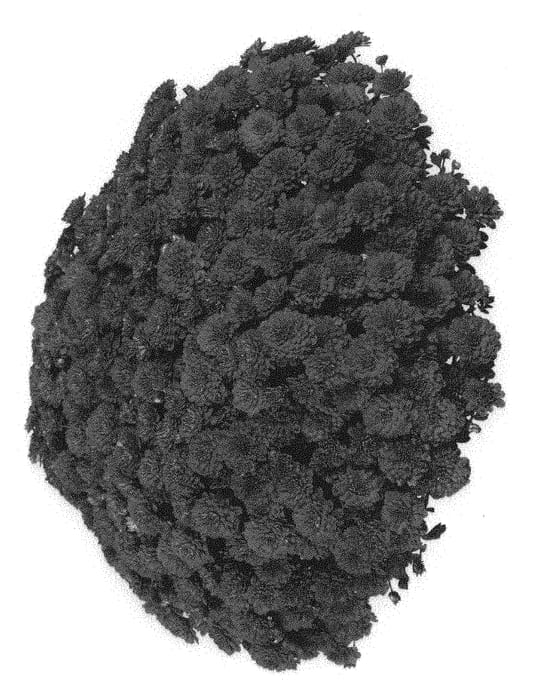 Figure 1 of US plant patent PP30884, the photograph of Fichrymerchepu printed in the patent.