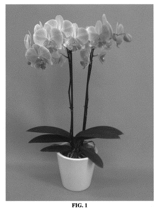 Figure 1 of US plant patent PP30885, the photograph of PHALGATYH printed in the patent.