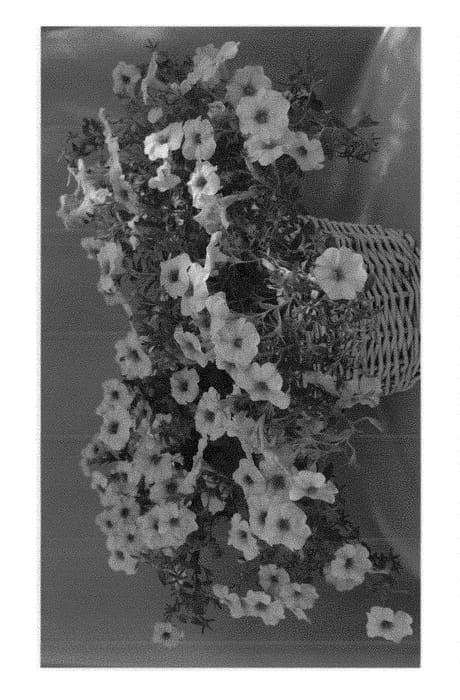 Figure 1 of US plant patent PP30886, the photograph of Dopetsunpepu printed in the patent.