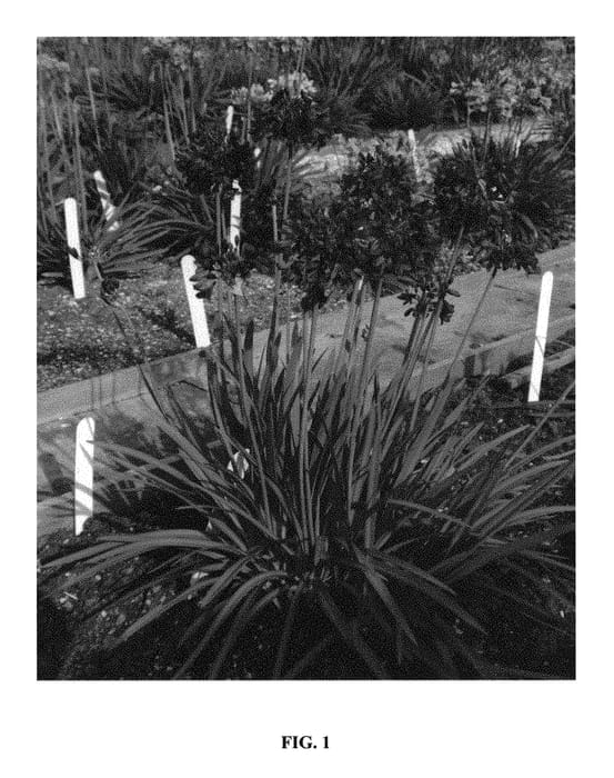 Figure 1 of US plant patent PP30887, the photograph of PC 11107 printed in the patent.