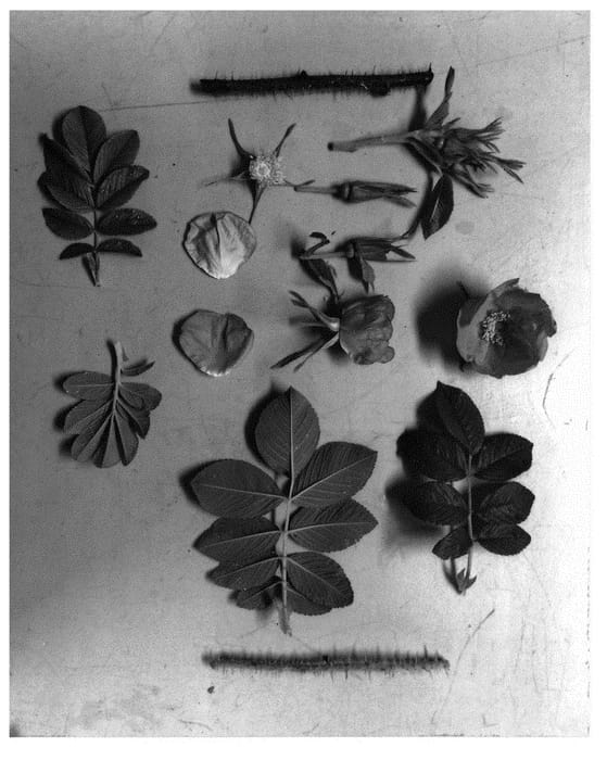 Figure 1 of US plant patent PP30888, the photograph of KAPswehp printed in the patent.