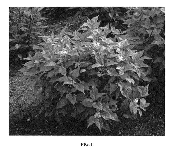 Figure 1 of US plant patent PP30889, the photograph of Kolmsqueen printed in the patent.