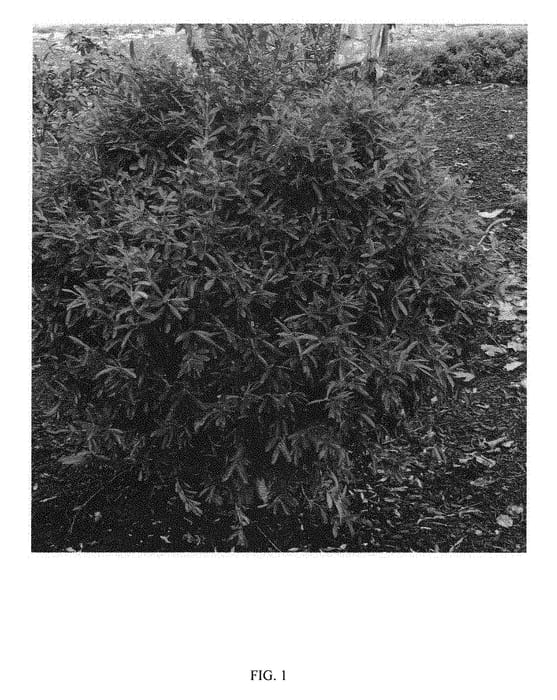 Figure 1 of US plant patent PP30890, the photograph of BHGC01 printed in the patent.