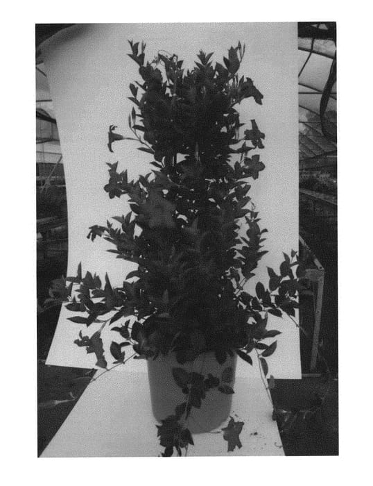 Figure 1 of US plant patent PP30891, the photograph of KLEMS17025 printed in the patent.