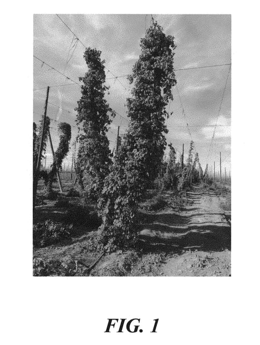 Figure 1 of US plant patent PP30892, the photograph of HBC 644 printed in the patent.