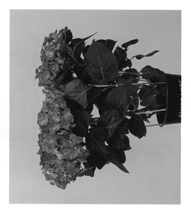 Figure 1 of US plant patent PP30893, the photograph of HORE0007 printed in the patent.
